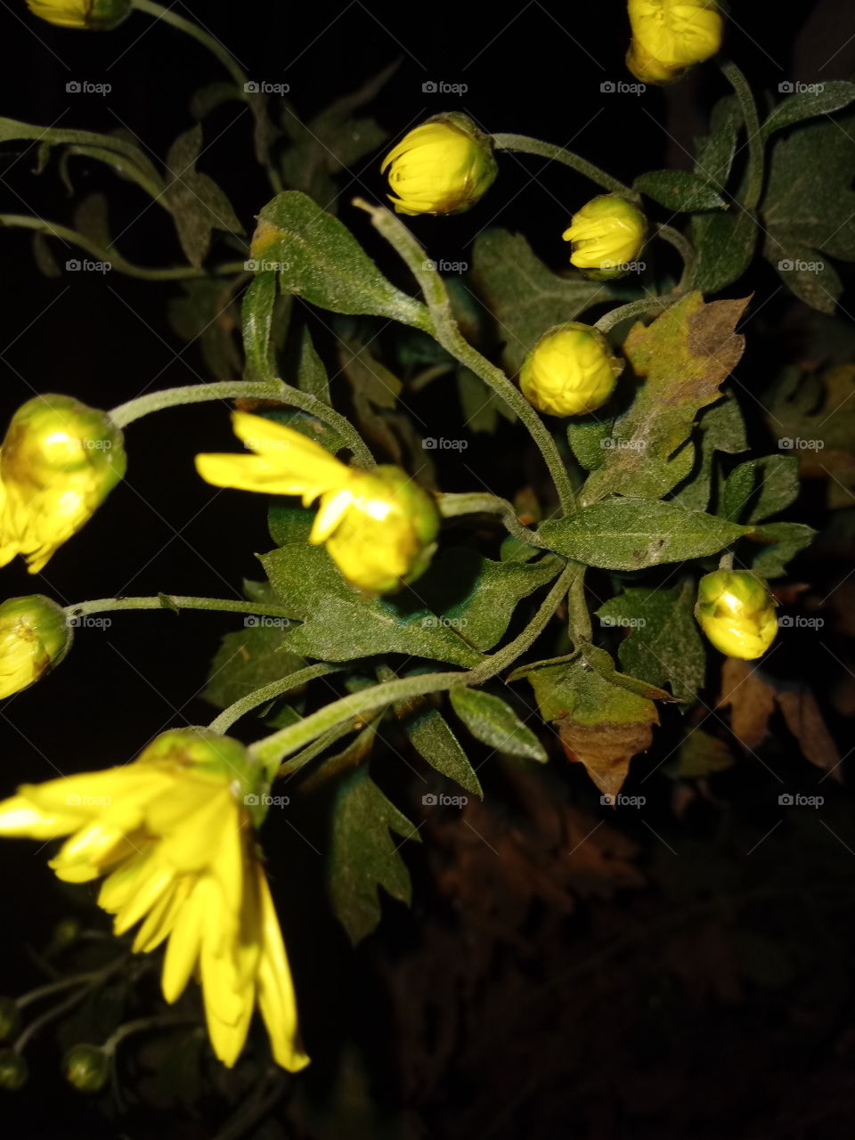 Buds of chrysanthemum