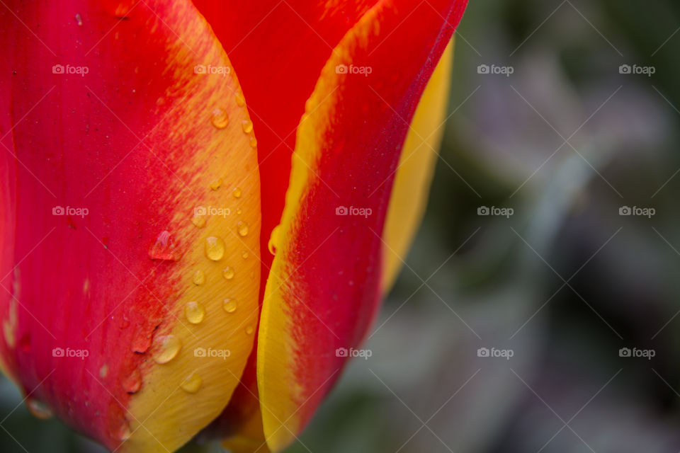 Water droplets on a Dutch tulip 