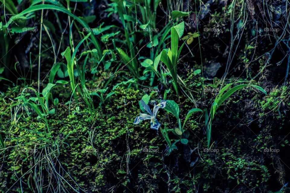 plants growing on the side of a cliff