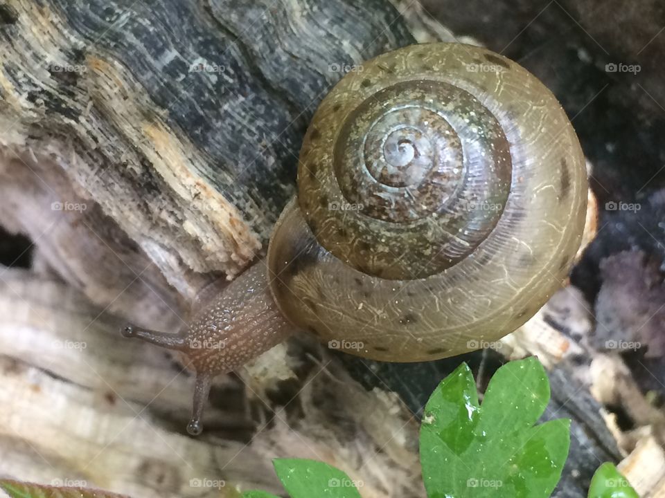 Snail 