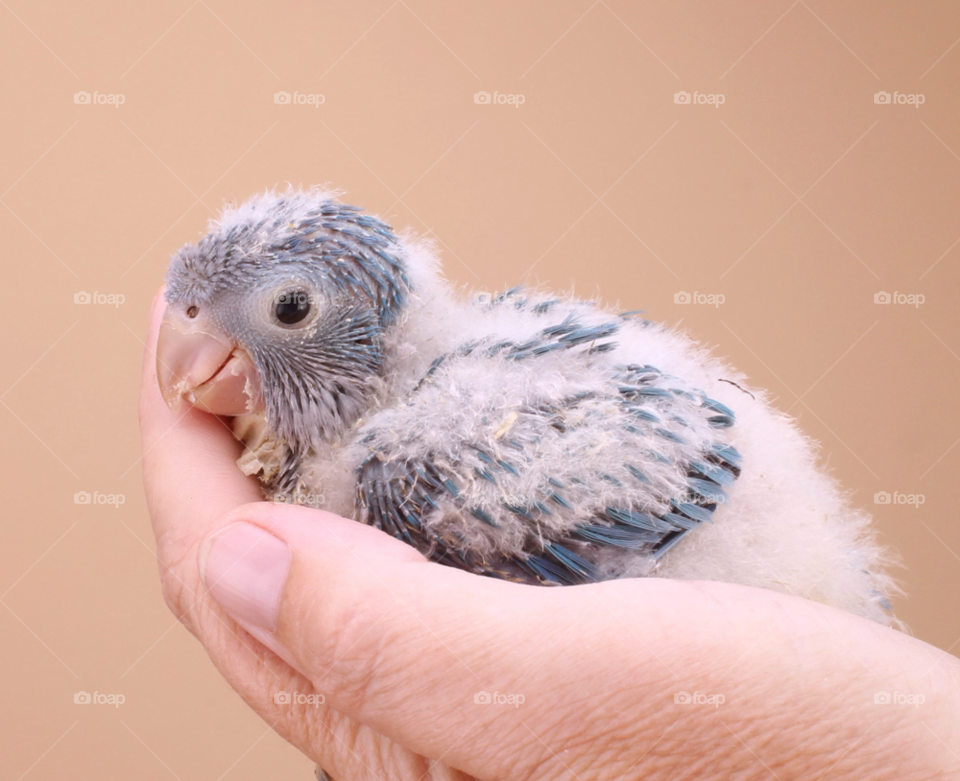australia blue baby bird by nishasharp