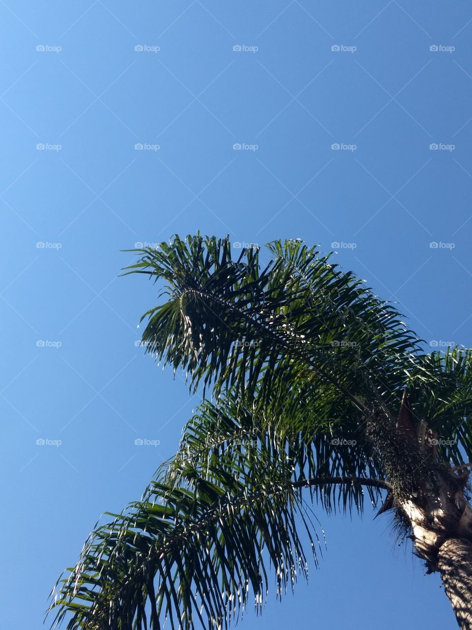 palmtree and BLUE sky