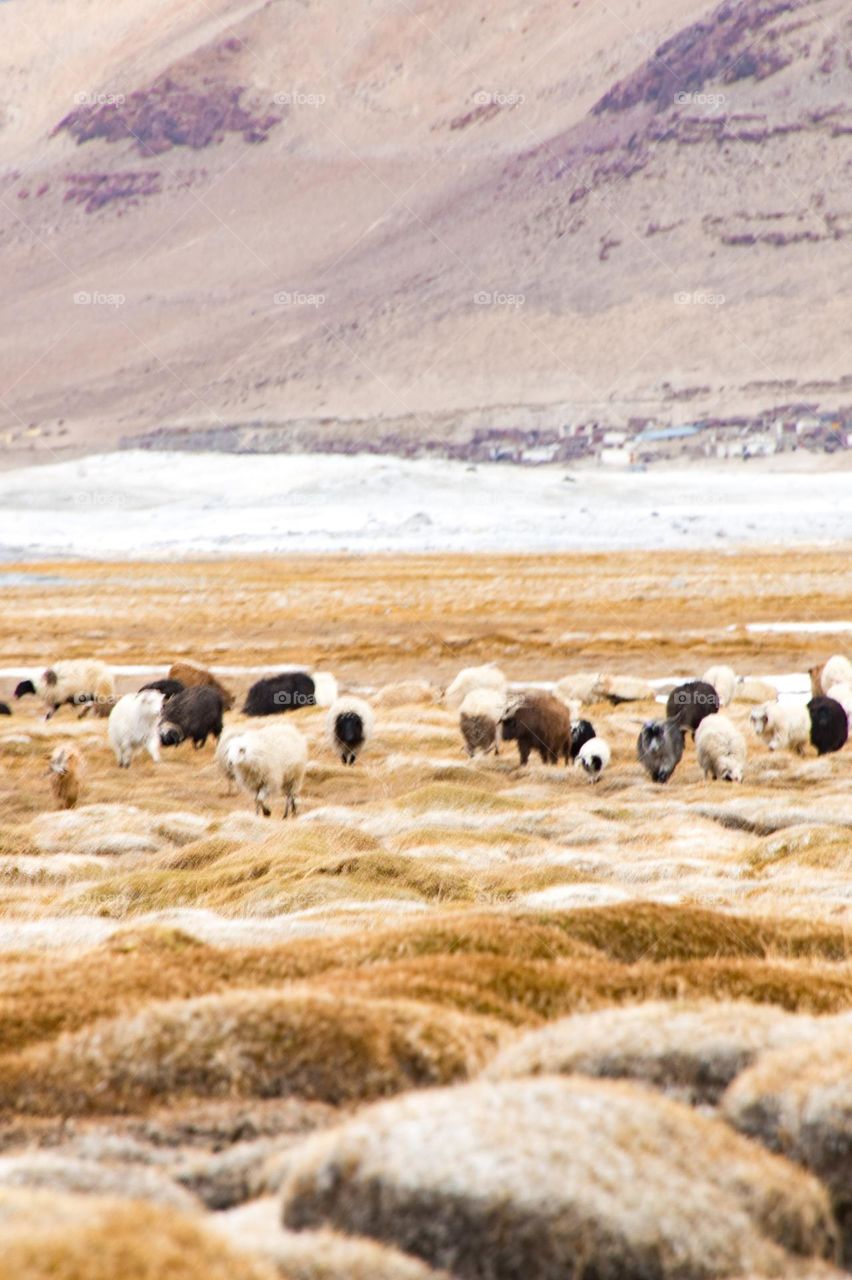 sheep on the frozen lake