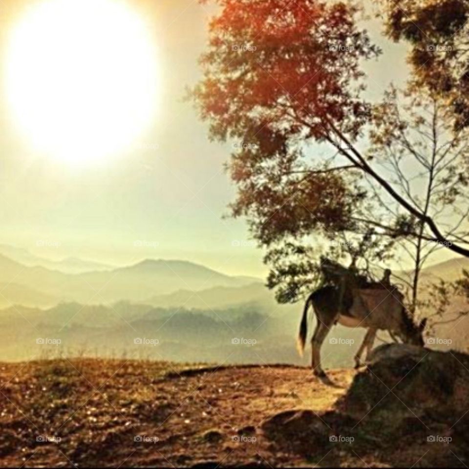 Beautiful sunrise in Haiti which somewhat overshadows the devastation on the local streets.  Donkey grazing in the grass