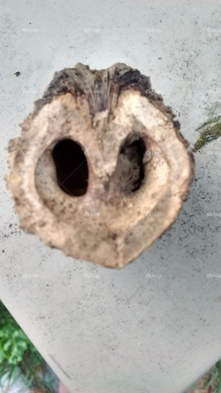 Owl Face Nut