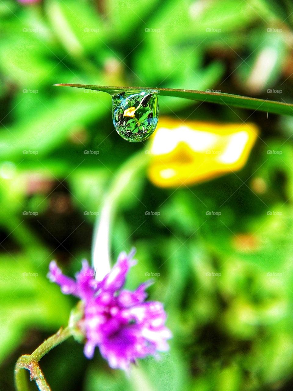 Morning Dew after The Rain