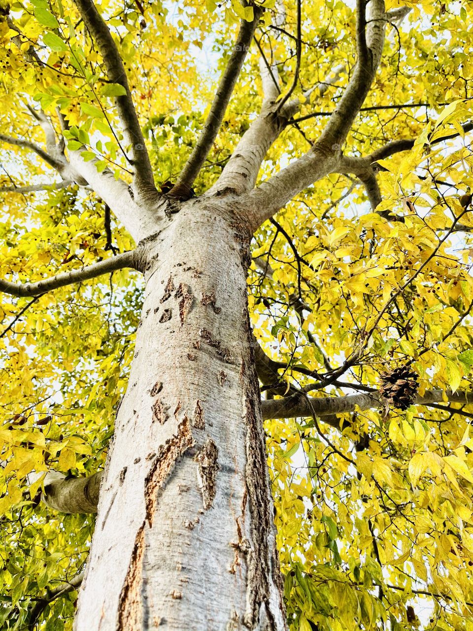 The spirit of autumn color of the leaves turning into yellow during the season 