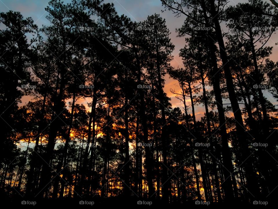 Sunrise in the pines