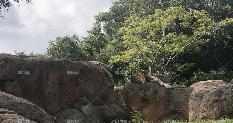 Sleepy lion on his rock 