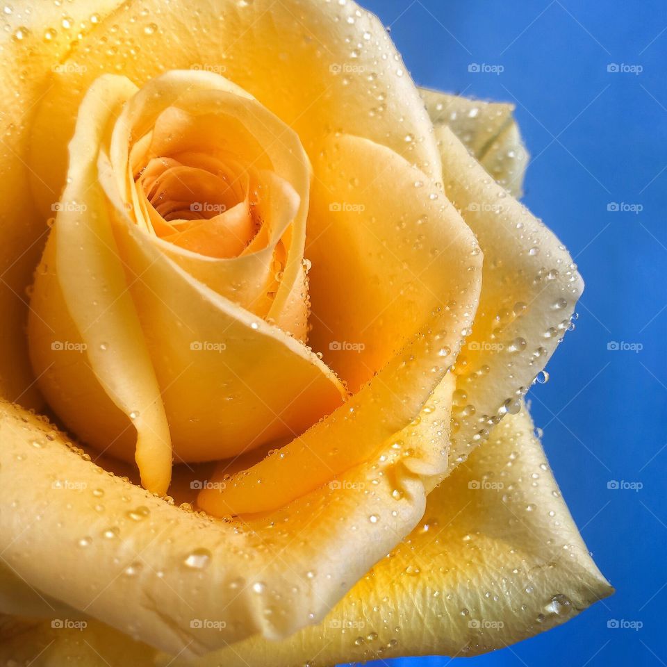 Yellow rose eith blue background