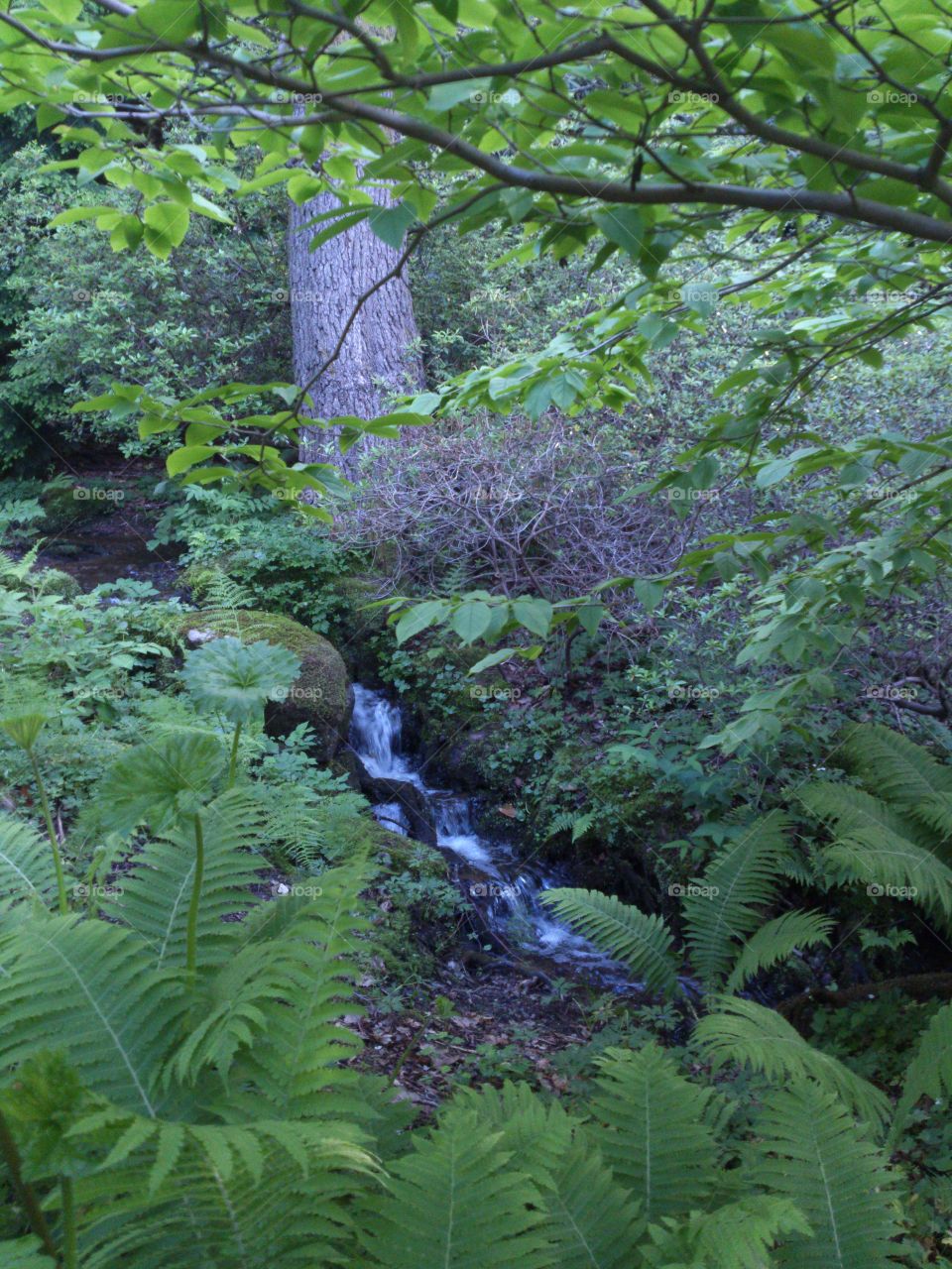 Creek in a forest in Sweden