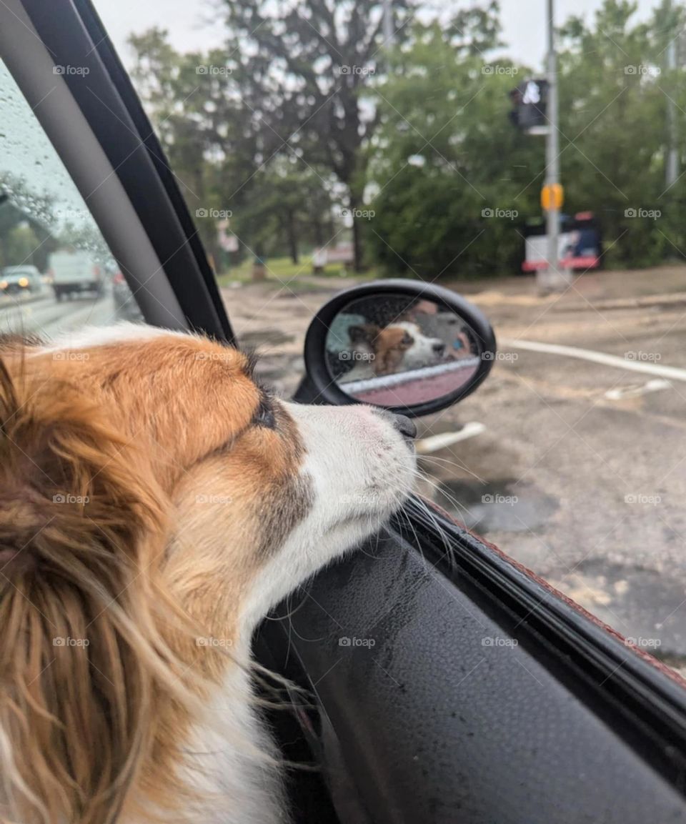 puppy reflection in the mirror
