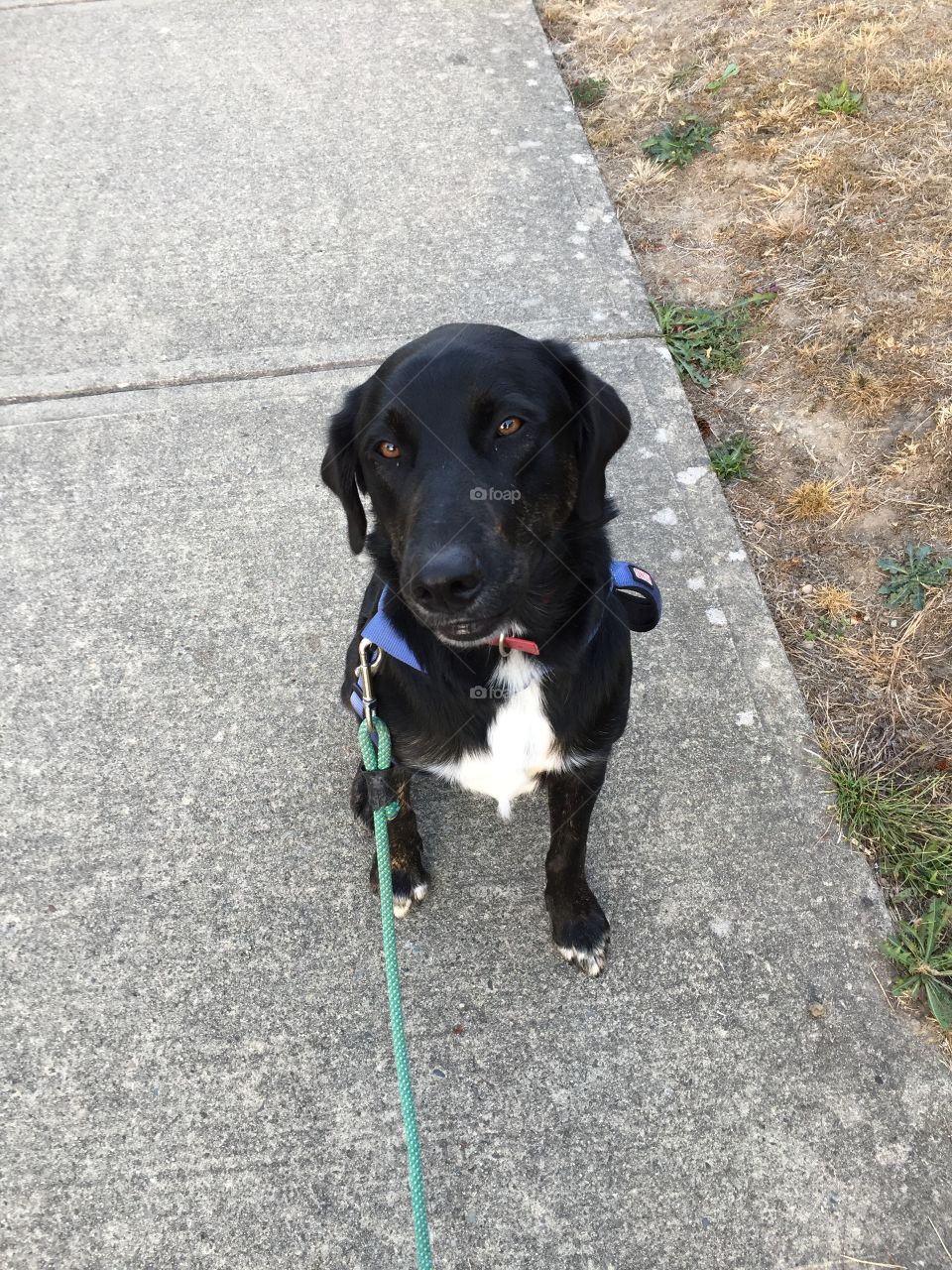 Why own a dog when you can borrow your landlord’s Labrador cross to take on walks