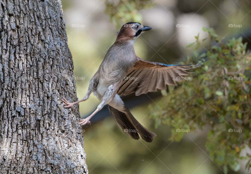 A beautiful bird jumps from the tree stump