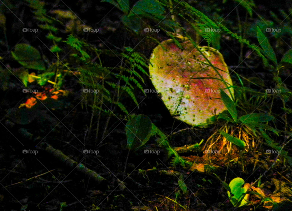 mushroom fungi ferns