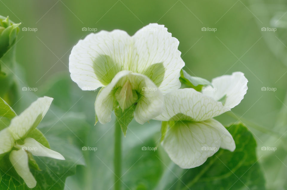 Bohne, Blüte, Weiß, Blume, Gemüse, Faszination, Schönheit, Natur