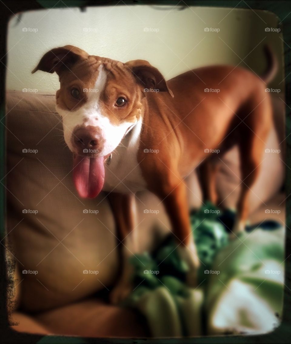 There’s nothing better than a smiling dog 🐶