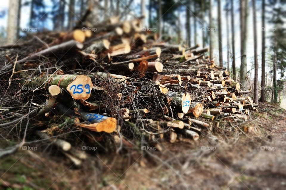 Wir bauen wieder Natur. es heisste Baum, jetzt aber Holz