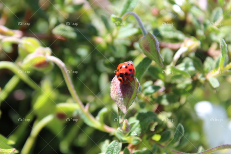 ladybug