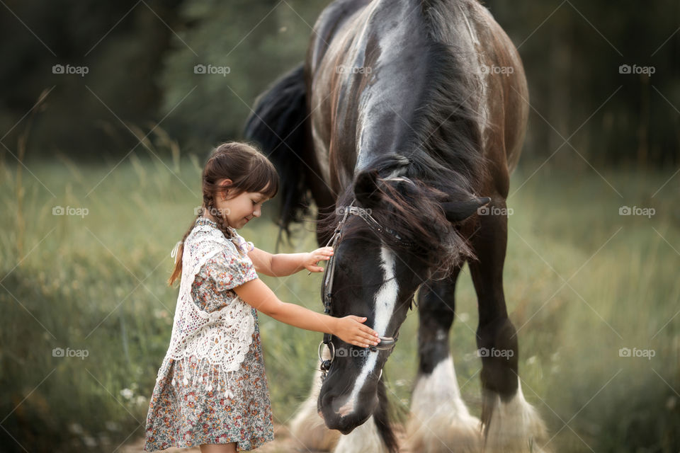 Little girl with shire horse at summer evening 