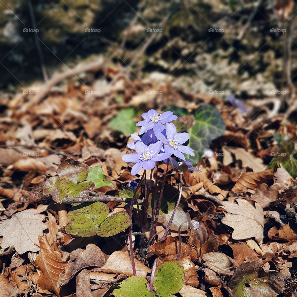 violet spring flowers in the woods surrounded