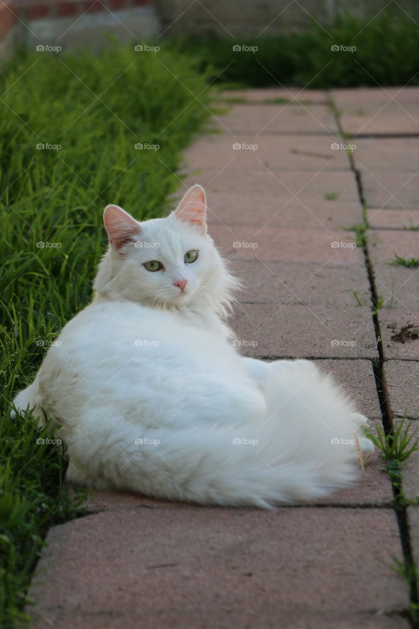 Relaxing on a spring afternoon in the shade 