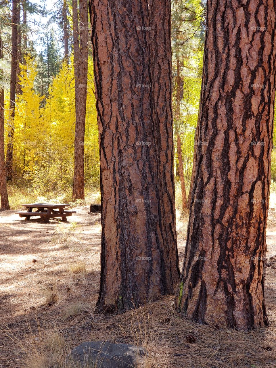Magnificent ponderosa pine trees grow with aspen trees with leaves of golden yellow fall colors along the banks of Indian Ford Creek in the forests of Central Oregon on a sunny autumn day.