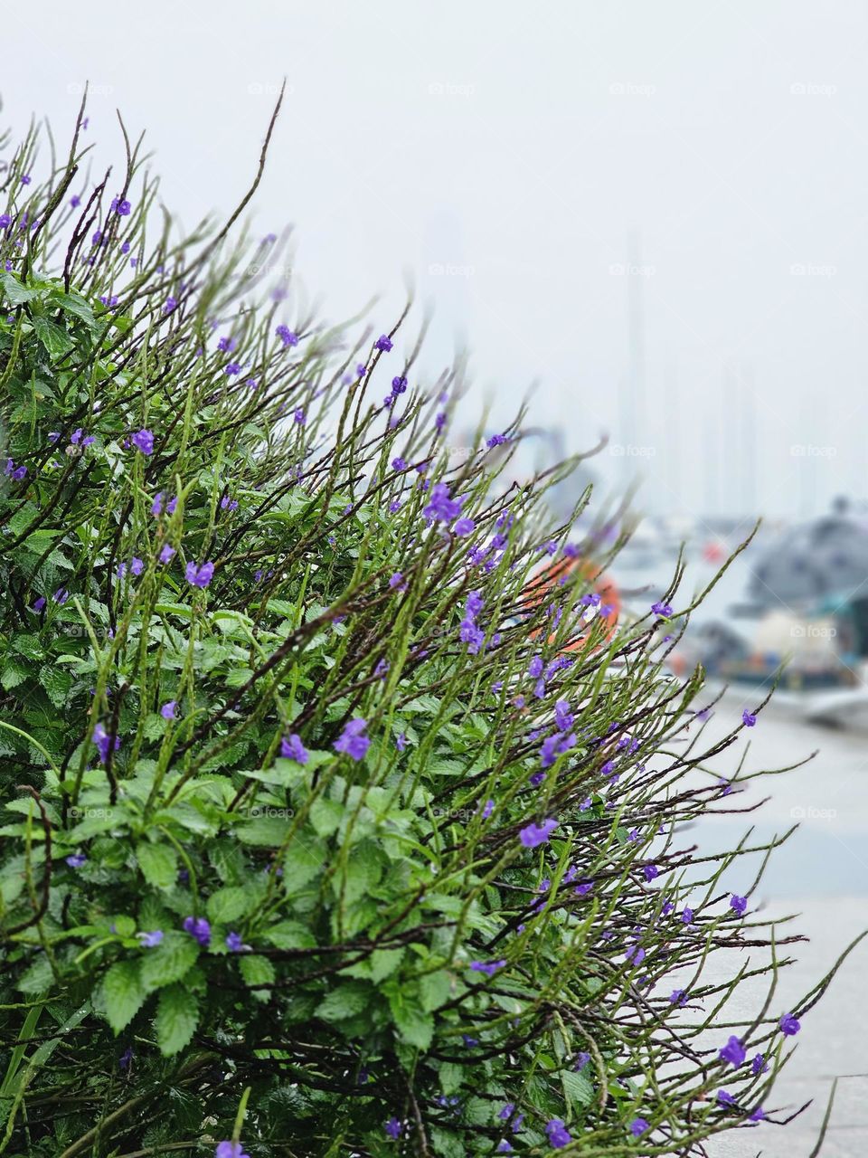 Pointy leaves plant with purple flower by the promenade