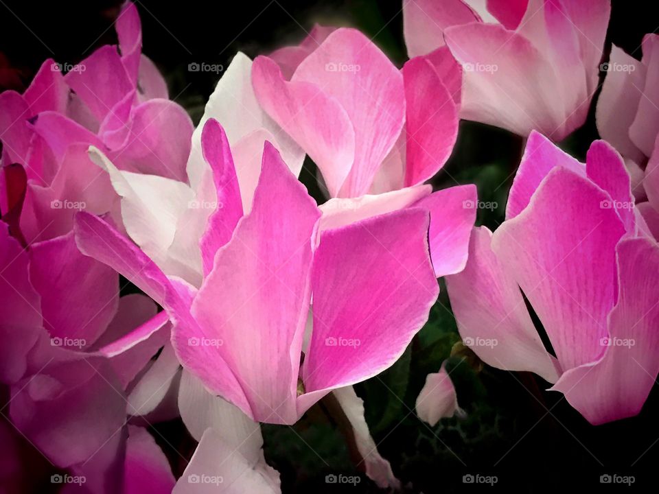 Pink flowers 
