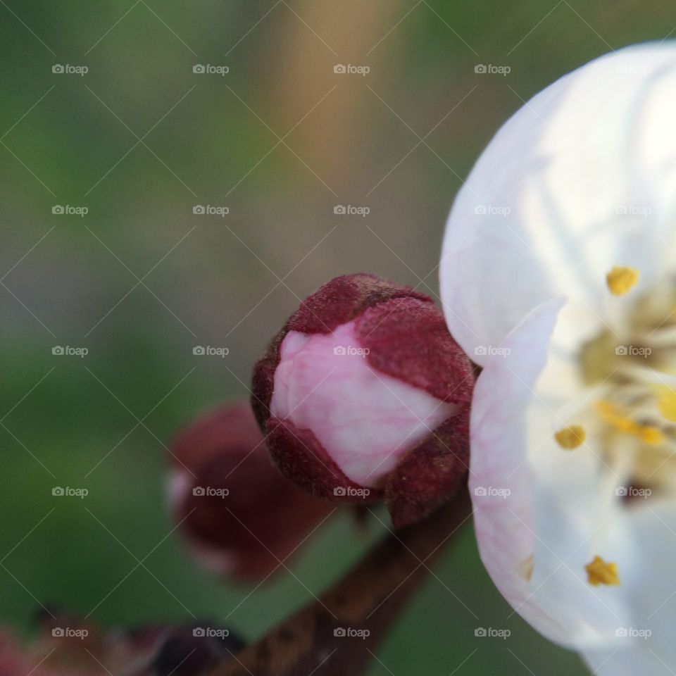 Flower, No Person, Nature, Apple, Blur