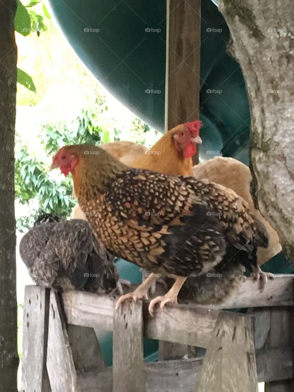 Chicken roosting in clubhouse