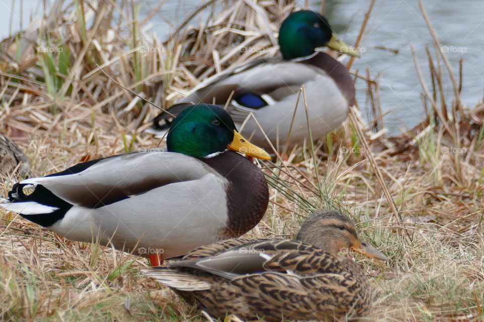 Ducks on the riverside in a park in Antwerp, Belgium, march 2018.