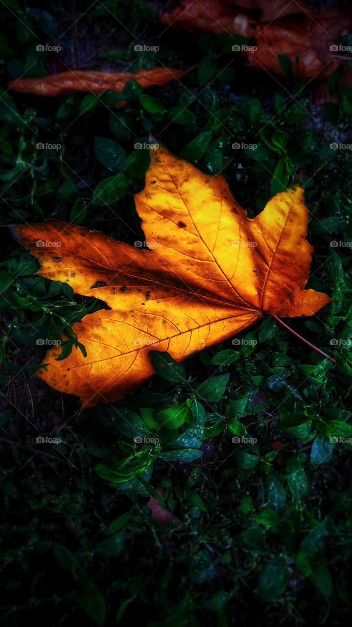 autumn leaf