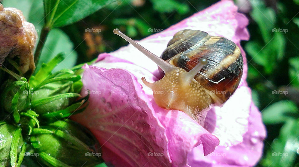 Snail eating flower pink hibiscus