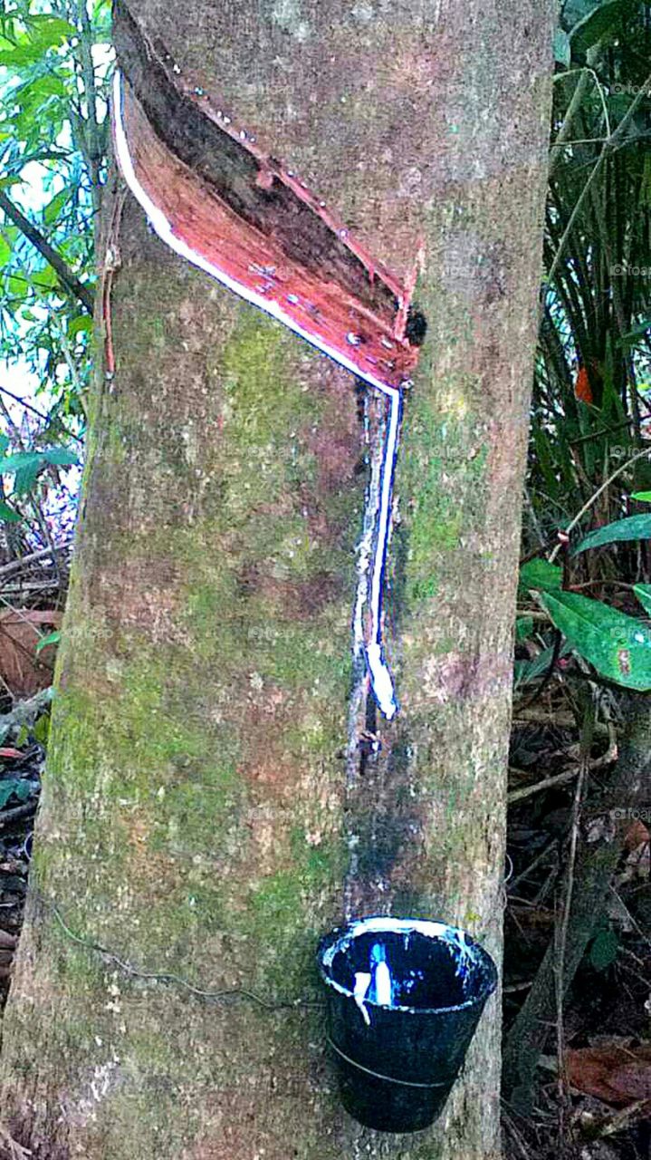 Rubber Tapper. this is how rubber origin and produce. the most common final product is tyre!