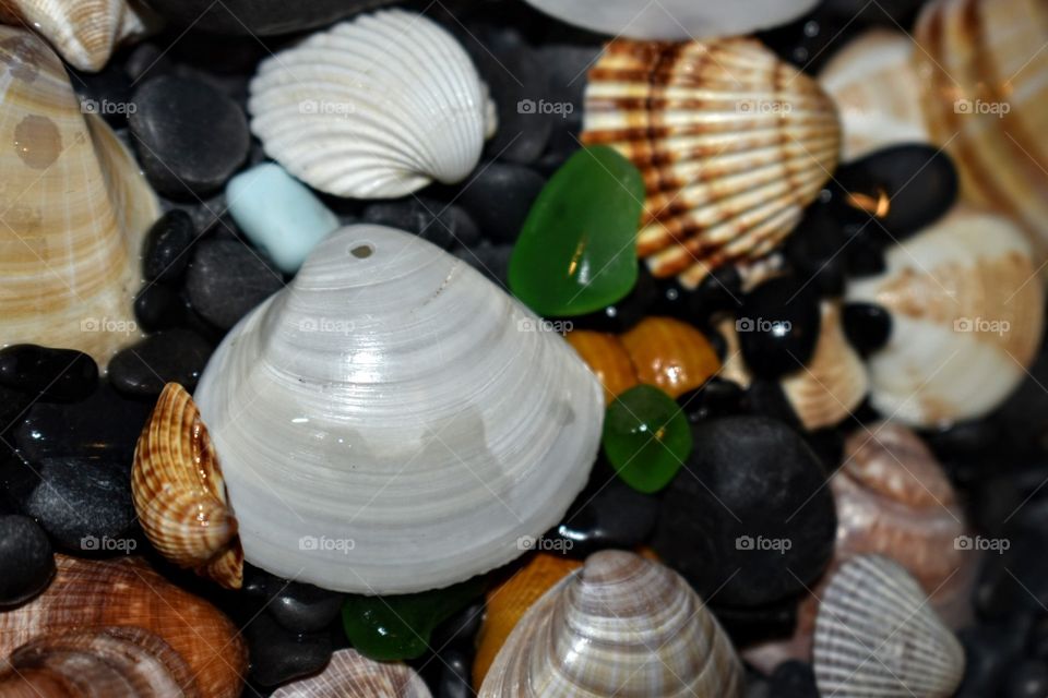 Sea shells