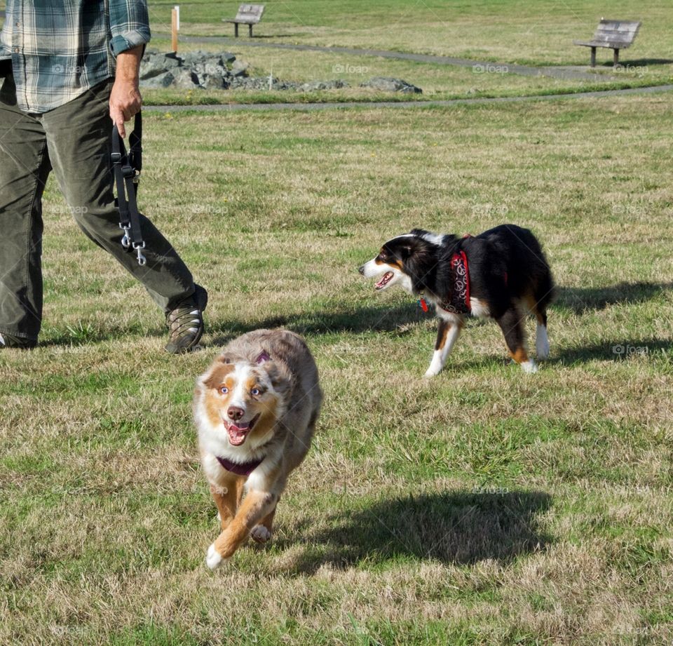 Walking with the dogs