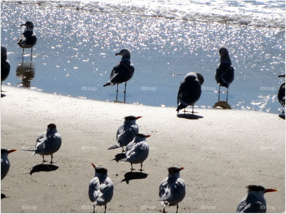 Birds at the beach