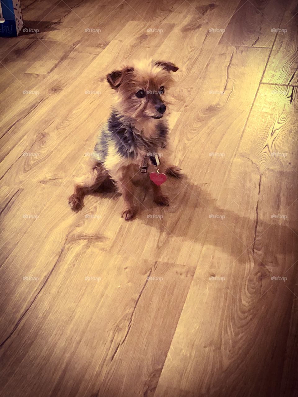 Female yorkie sitting on hardwood floor waiting for attention