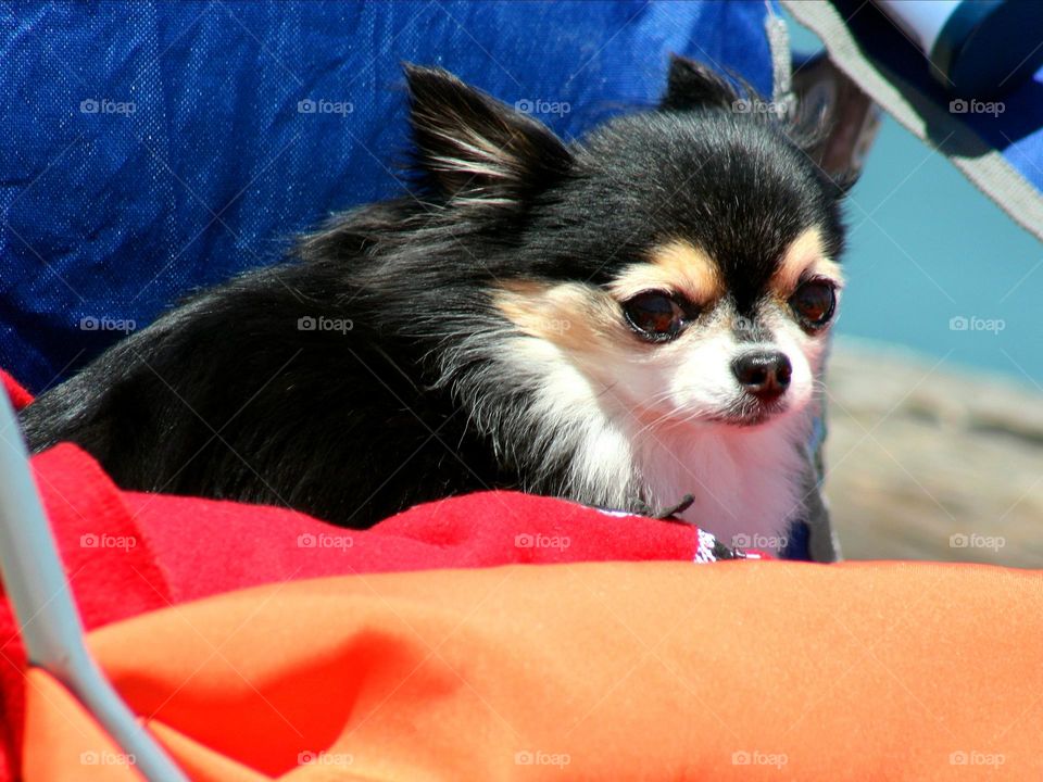 Puppy on the chair