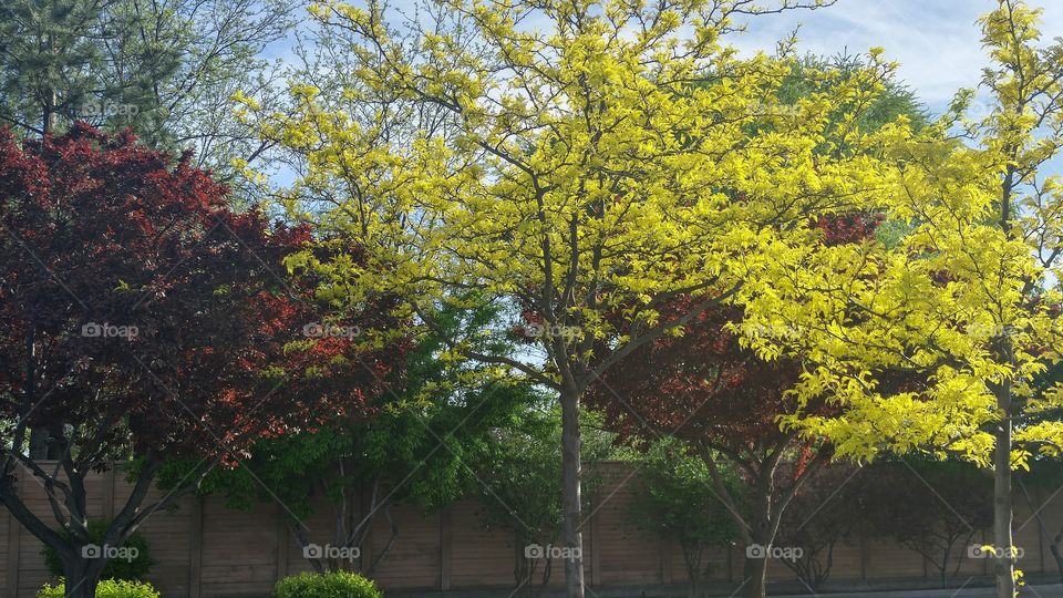 Spring Trees