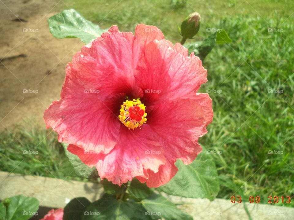Hibiscus click while exploring a nursery