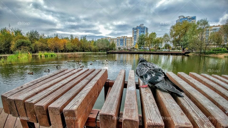 Went for a walk around a pond and noticed that pigein which set on a bench looking down at water. It was a cold day.