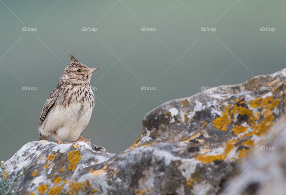 The lark bird stands on the rock