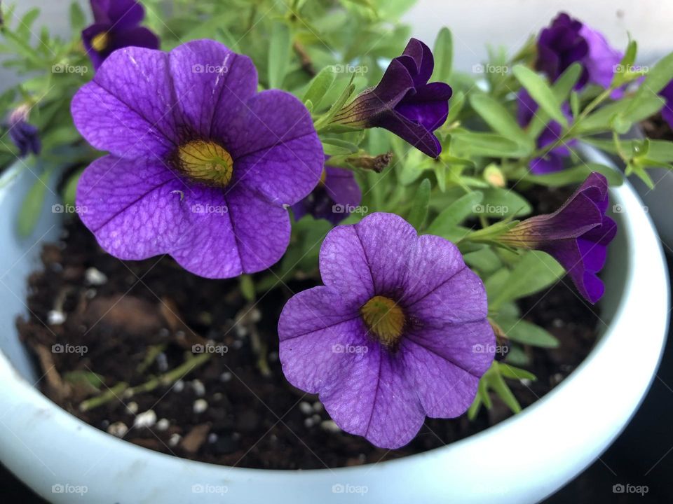 Pretty purple petunias 