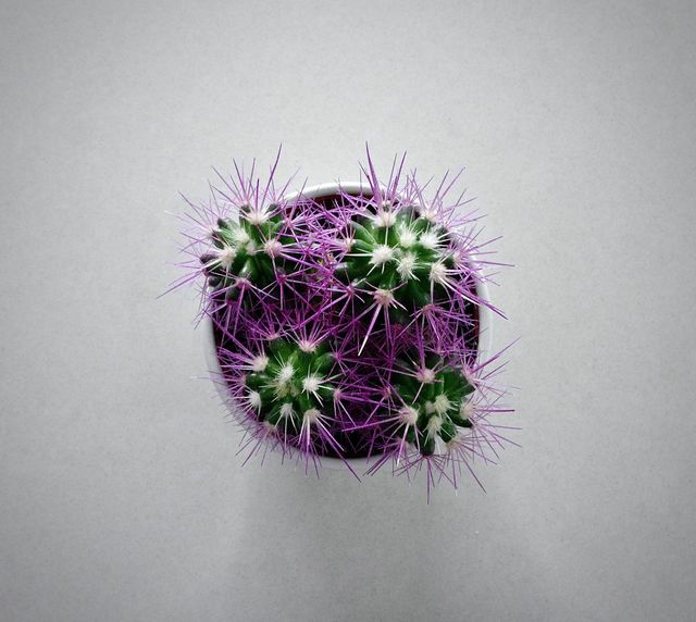Cactus 🌵
