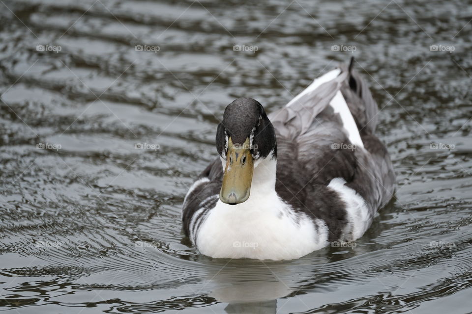 Duck swimming 