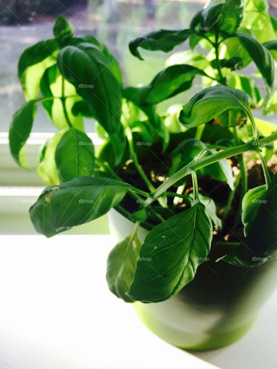 Windowsill herb plant