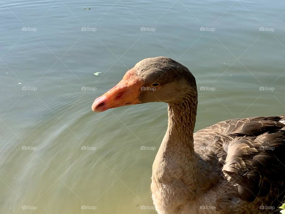 duck in the lake