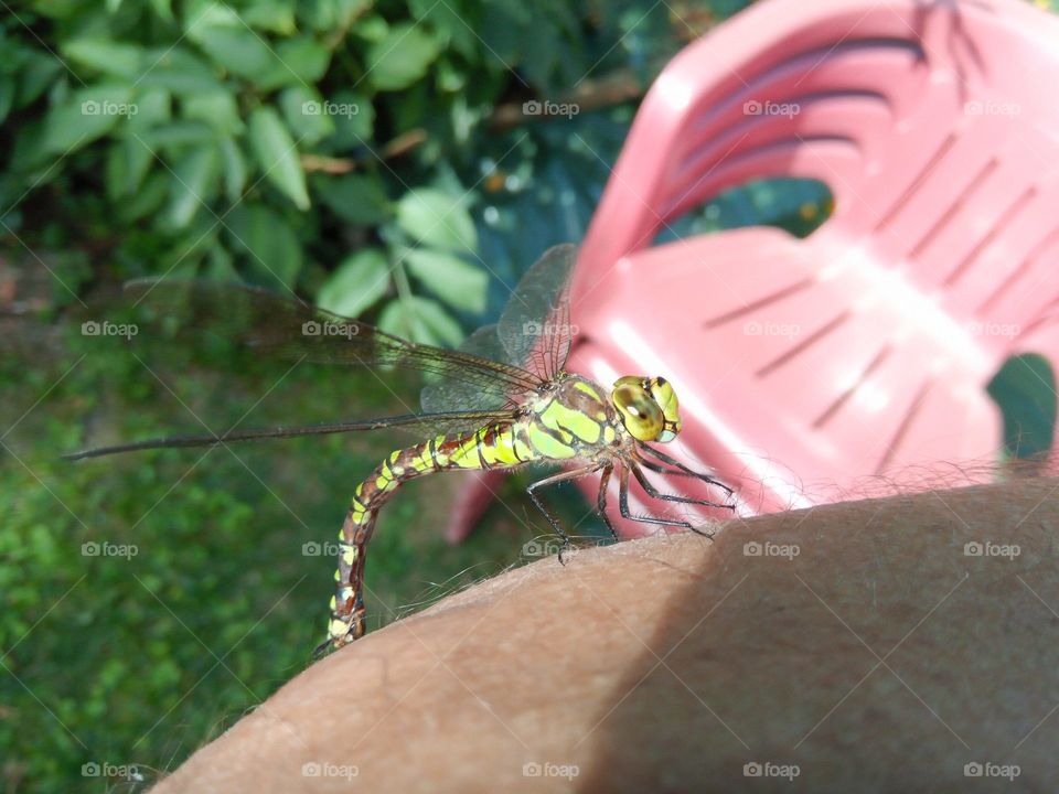 Free dragonfly resting on my arm